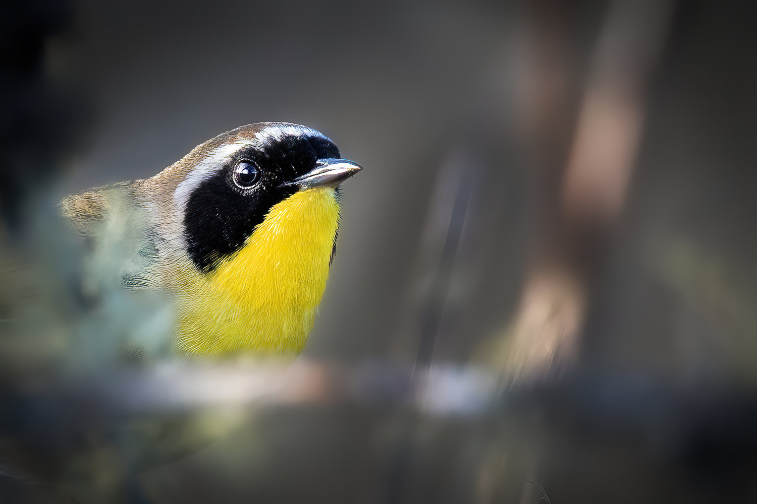 This is the Common Yellowthroat.